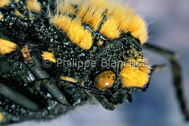 Julobis viridipes.JPG - in "Portraits d'insectes" ed. SeuilJulobis viridipesBupresteJewel beetleColeopteraBuprestidaeAfrique du Sud
